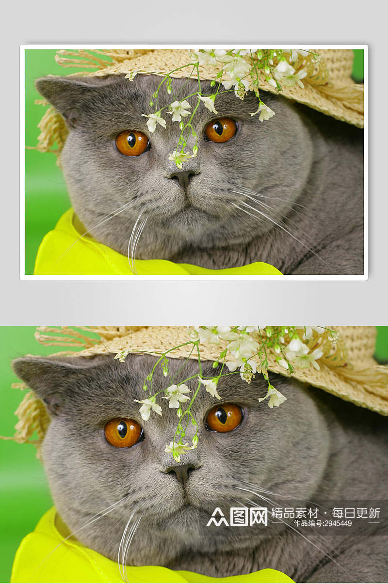 灰色橘黄眼睛猫动物特写图片摄影素材