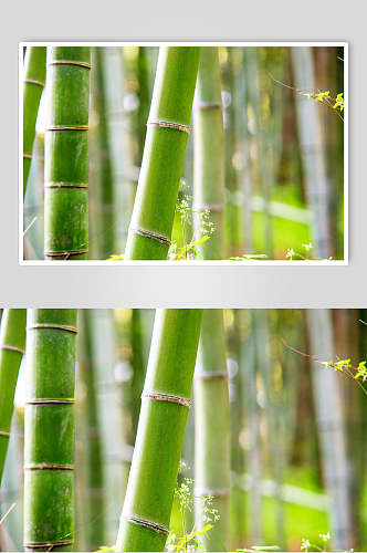 绿色竹杆竹林风景中景高清图片