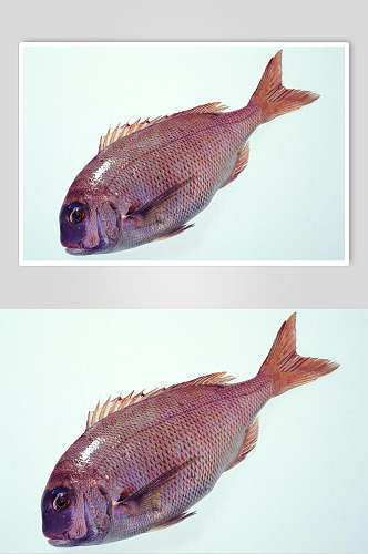 红鱼海鲜美食食品摄影图片