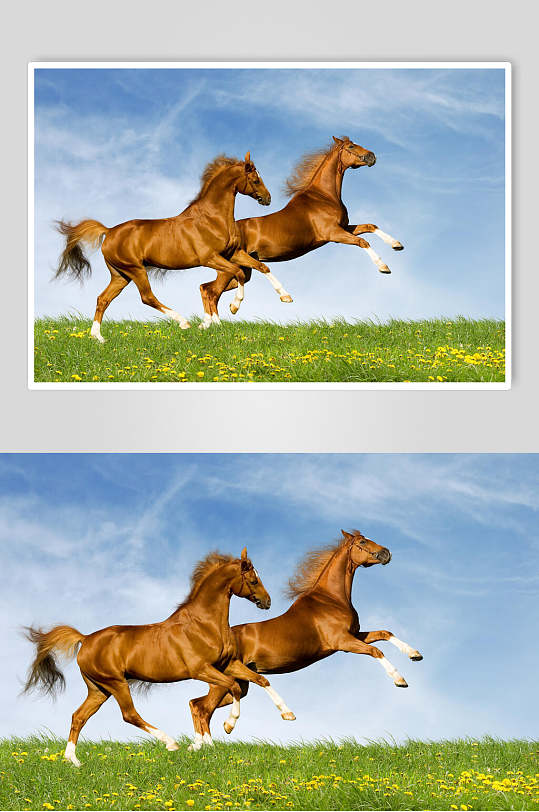 奔驰的骏马动物特写图片