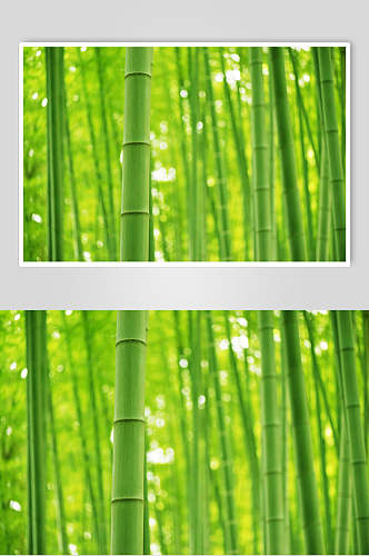 清新绿色竹子竹林风景高清图片