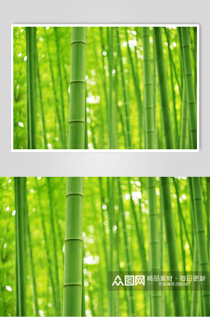 清新绿色竹子竹林风景高清图片素材