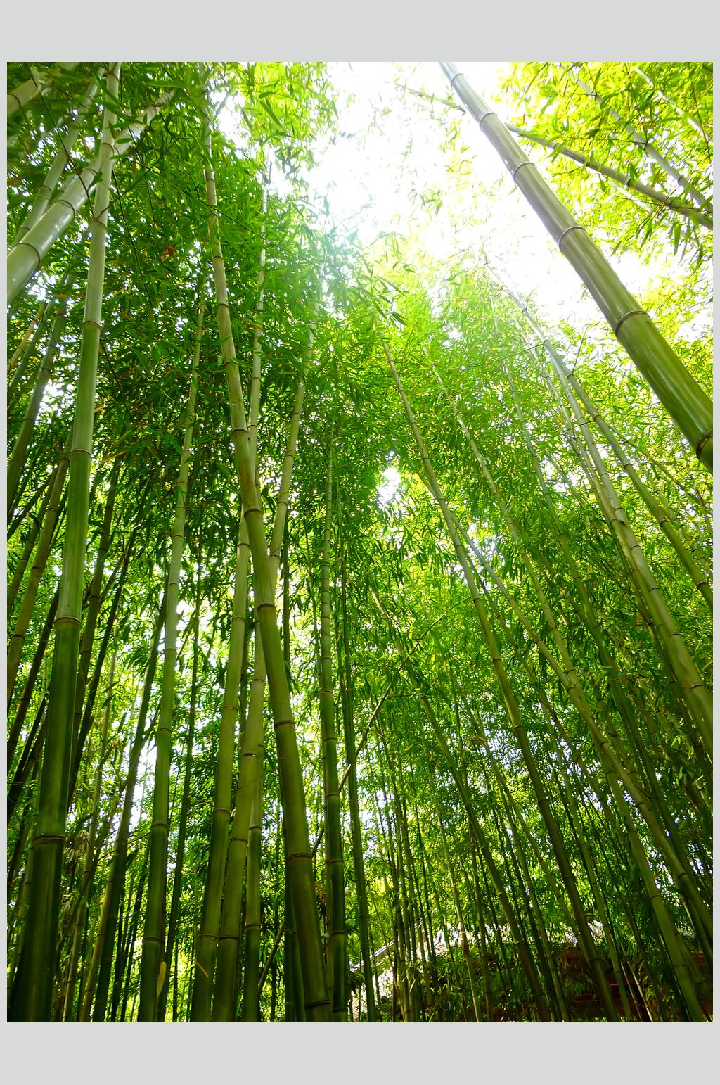 绿色竹林风景仰拍摄影图片素材