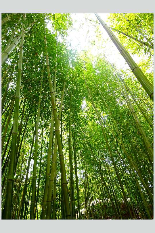 绿色竹林风景仰拍摄影图片