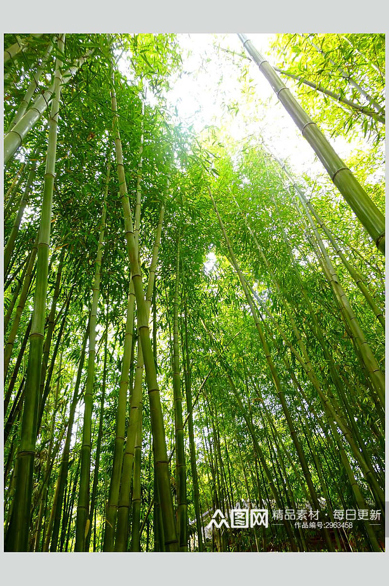 绿色竹林风景仰拍摄影图片素材