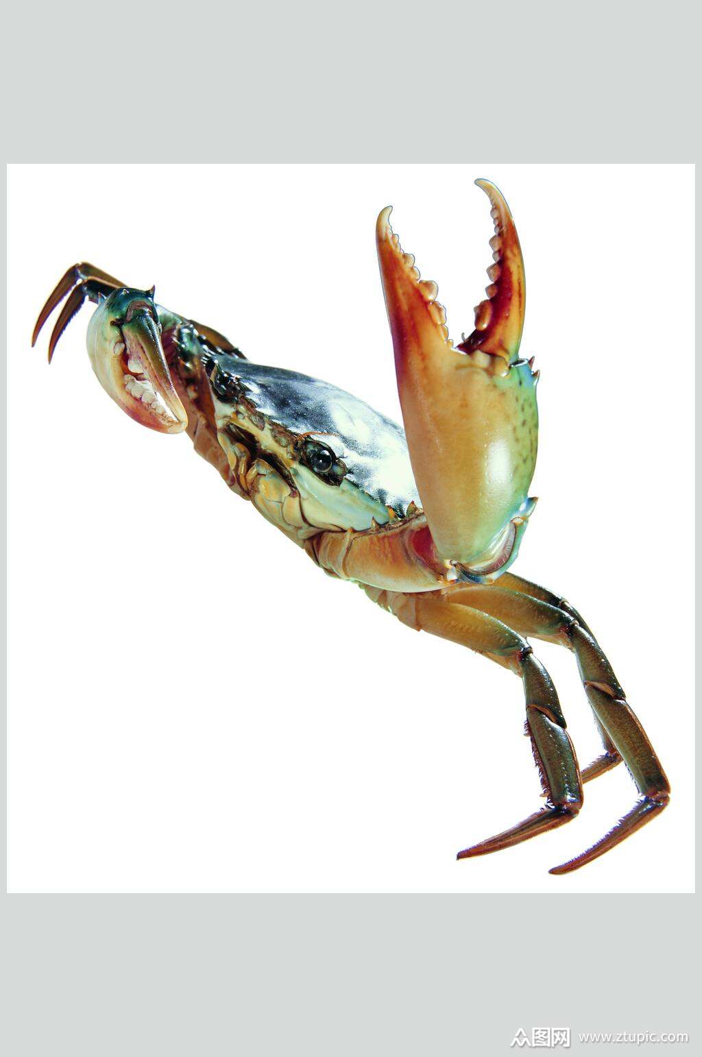 白底大龙虾海鲜美食餐饮高清图片素材