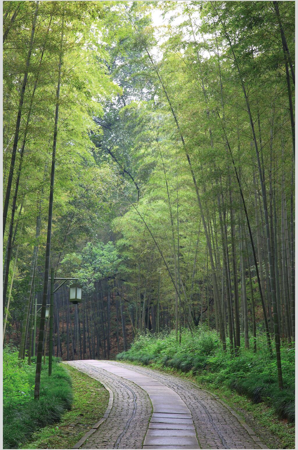 绿色竹林林间小路风景图片素材