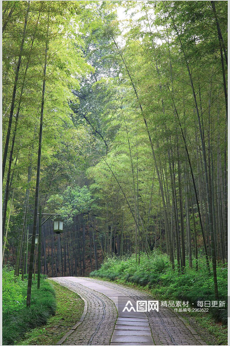 绿色竹林林间小路风景图片素材