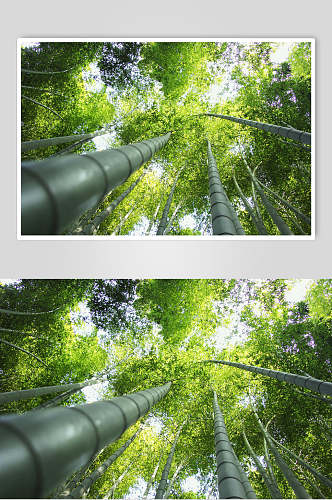高端绿色竹林风景仰拍图片