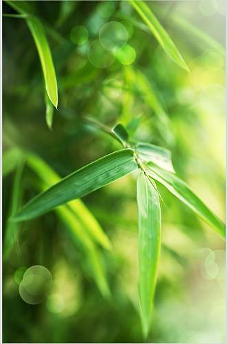 清新绿色竹叶竹林风景图片