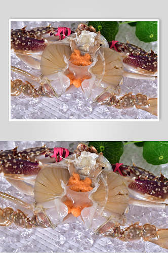 新鲜面包蟹摄影图
