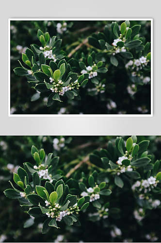 绿色植物自然风景高清图片 植物摄影图