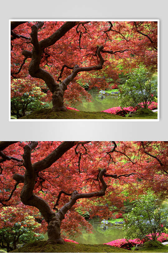 唯美红枫林枫叶树风景图片