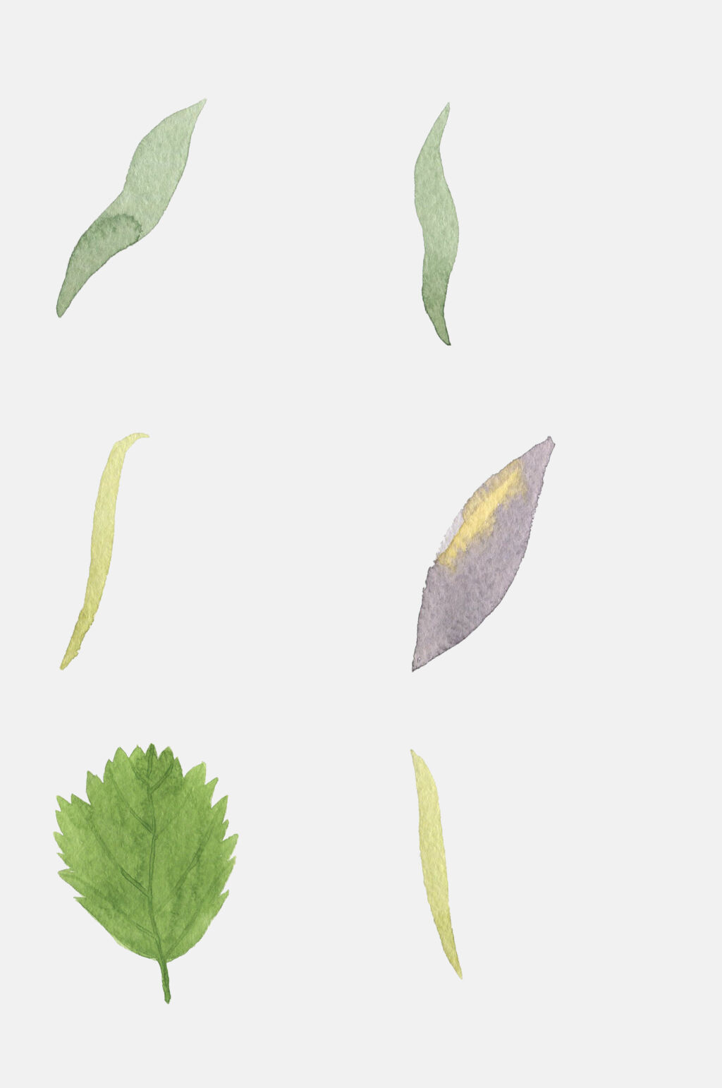 清新彩色花卉叶子植物免抠素材素材