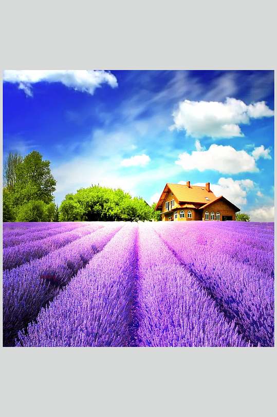 薰衣草油画图片-薰衣草油画素材-薰衣草油画模板大全-众图网