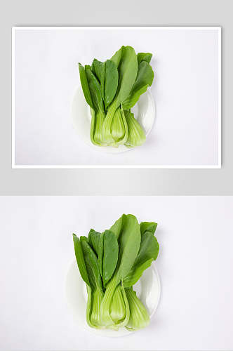 新鲜上海青蔬菜图片