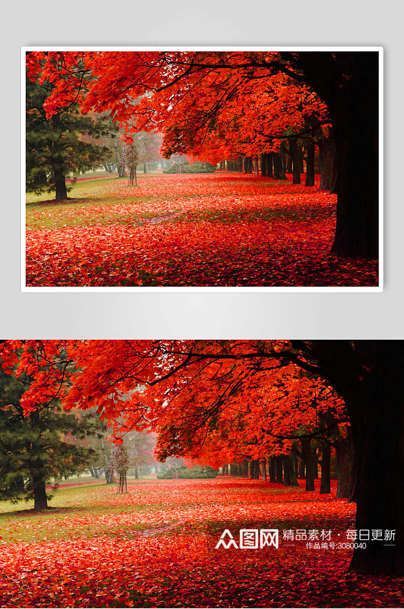 红色枫叶红枫林枫叶树风景高清图片素材