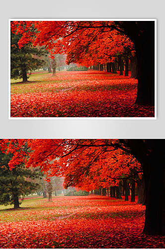 红色枫叶红枫林枫叶树风景高清图片