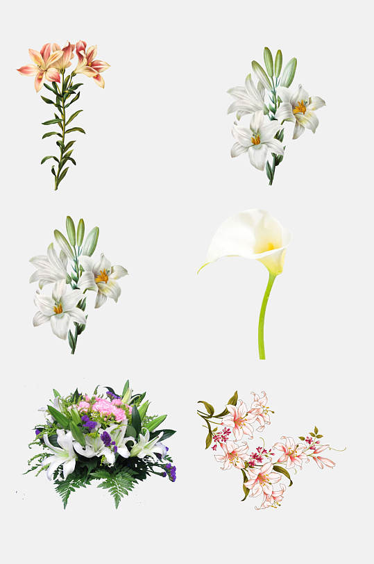 植物花卉百合花花朵免抠素材