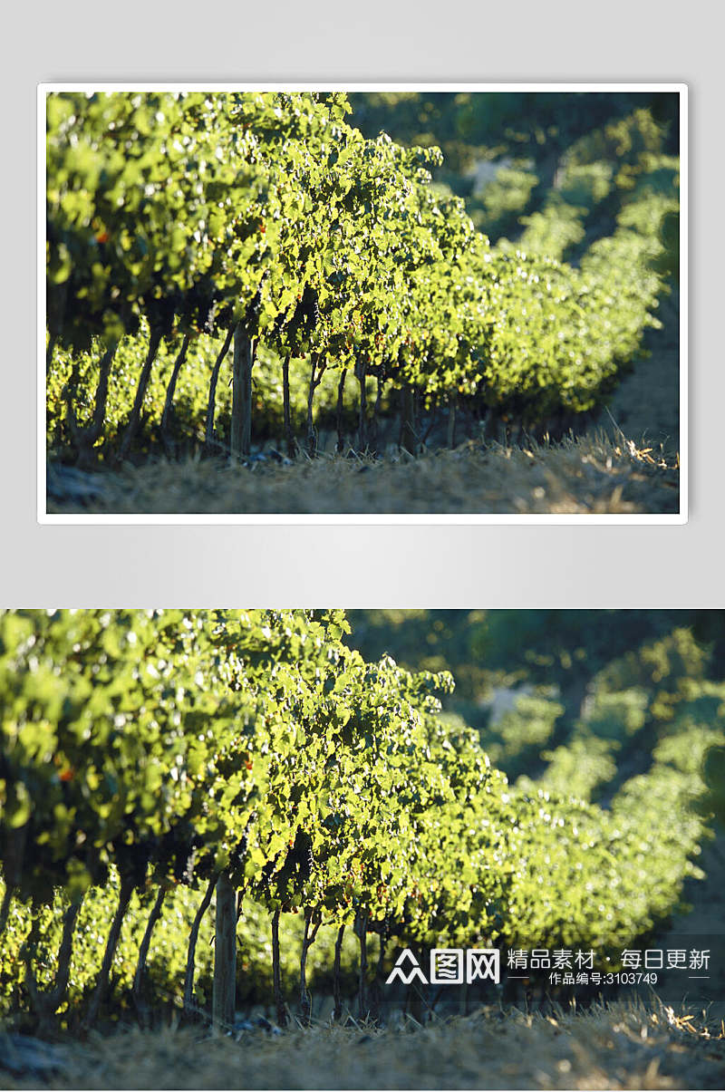 清新绿色葡萄园摄影图素材