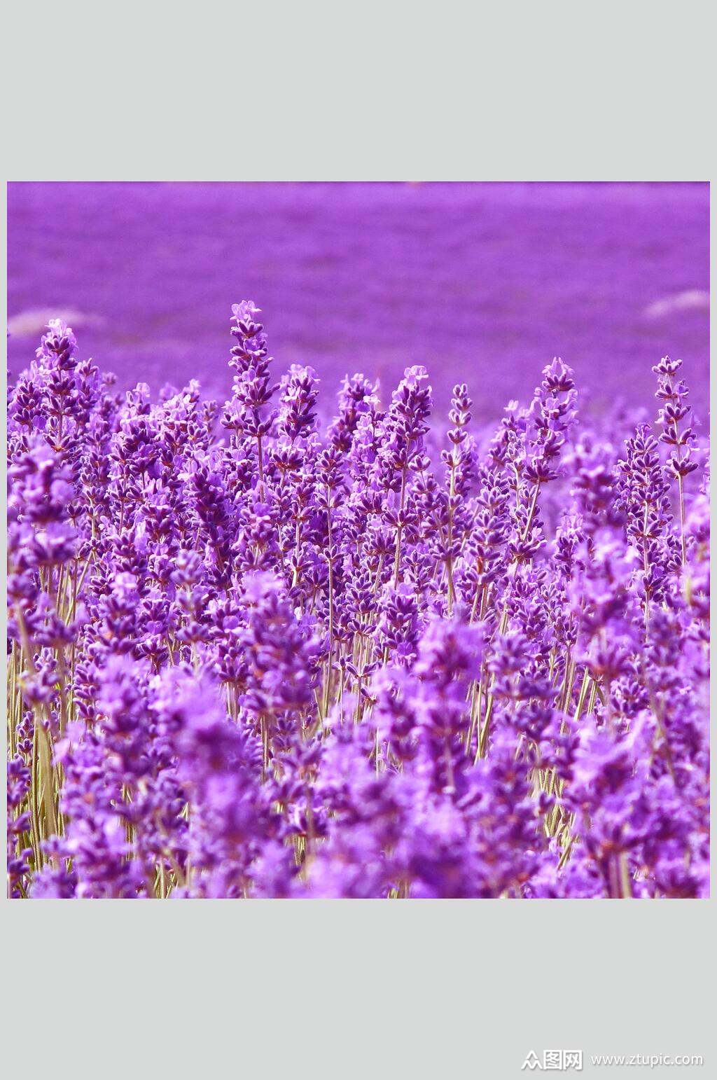 紫色唯美鲜花薰衣草摄影图素材