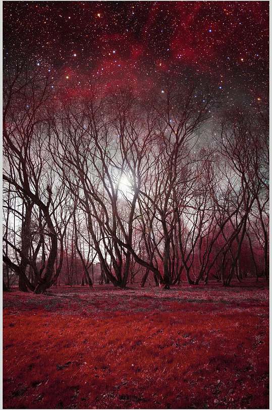 创意树木红枫林枫叶树风景高清图片