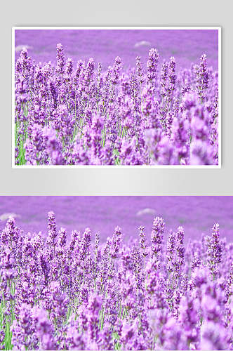紫色时尚鲜花薰衣草摄影图