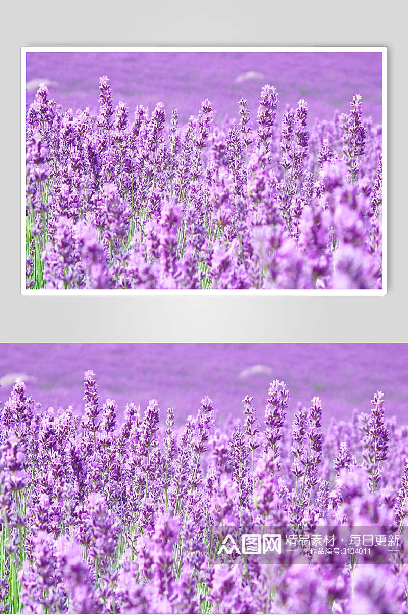紫色时尚鲜花薰衣草摄影图素材