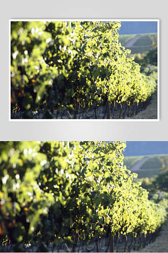 绿色树苗葡萄园摄影图