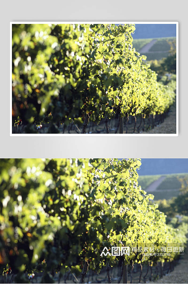 绿色树苗葡萄园摄影图素材