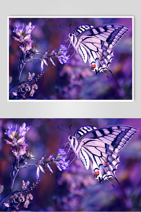 唯美蝴蝶薰衣草摄影图