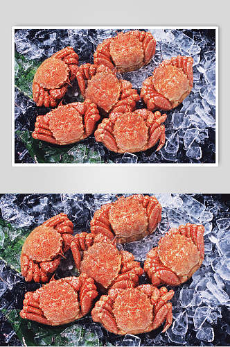 新鲜帝王蟹摄影图