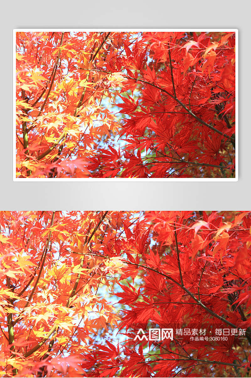 唯美时尚红枫林枫叶树风景高清图片素材