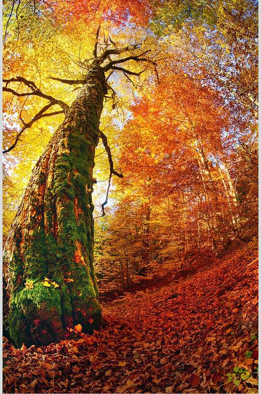 上等精湛红枫林秋季枫叶树风景图片