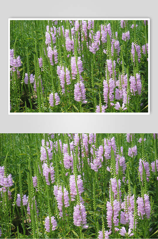 清新绿色花卉薰衣草摄影图  植物摄影图