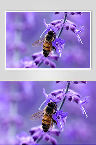 紫色唯美蜂蜜薰衣草摄影图