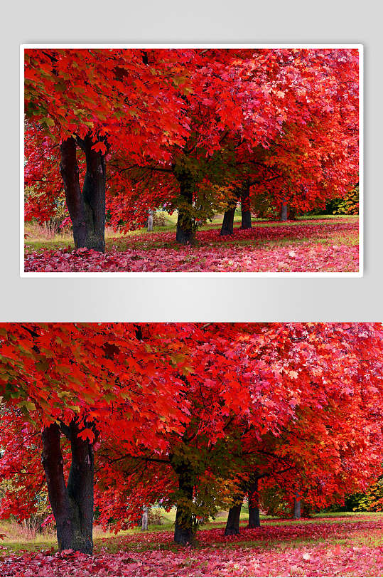 上等秋季精粹红枫树林图片