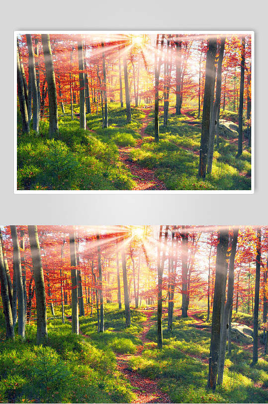 唯美森系红枫林枫叶树风景摄影图片