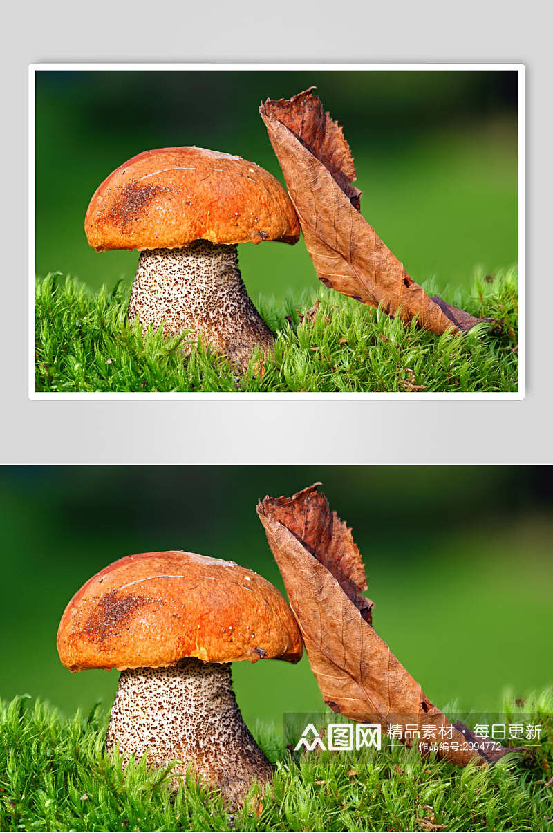 清新创意蘑菇图片素材