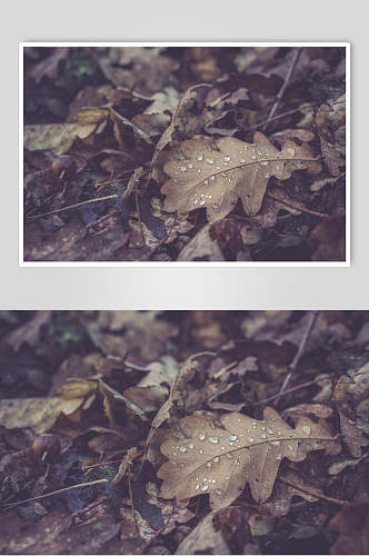 落叶叶子自然风景摄影图片
