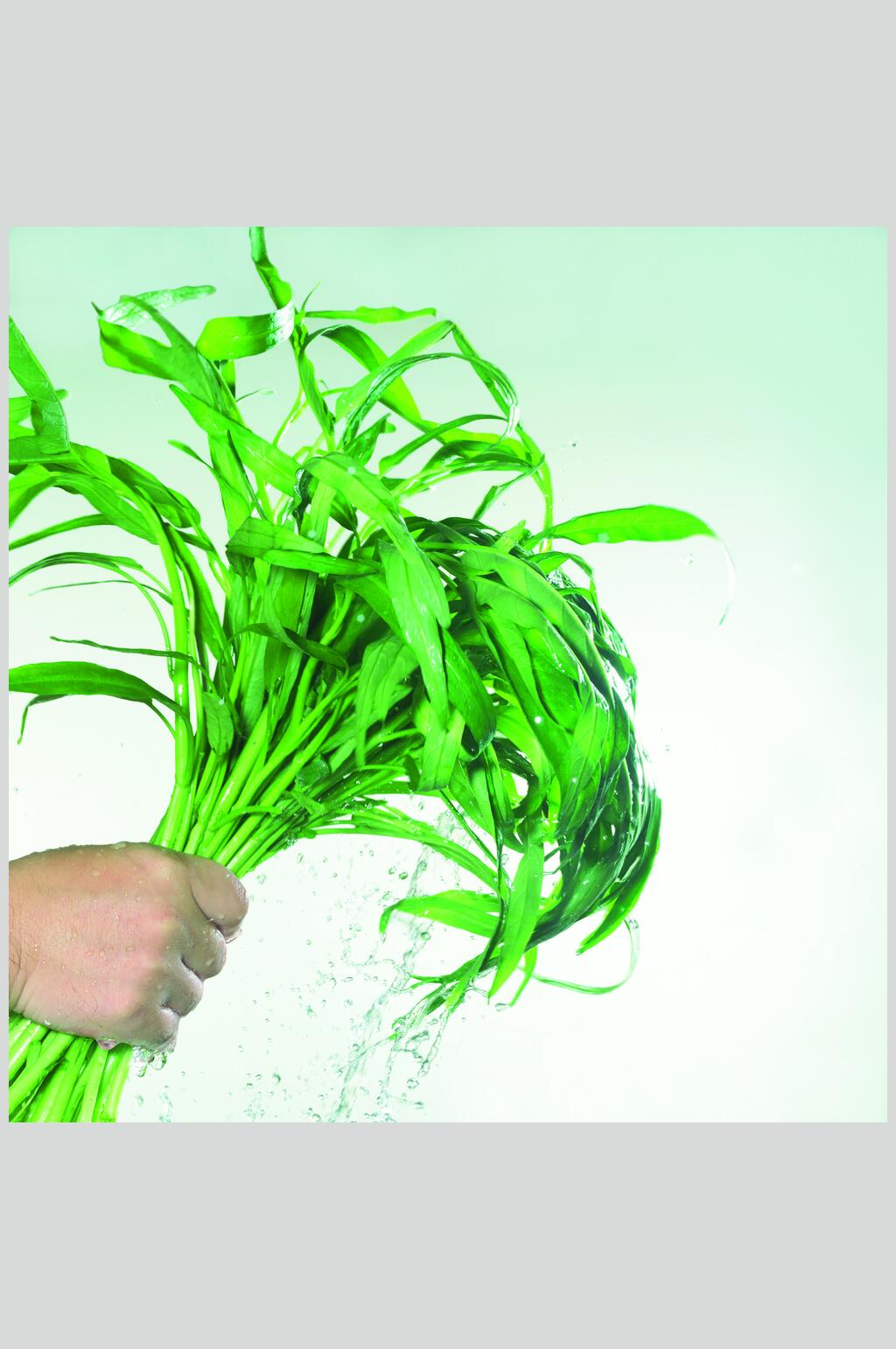 空心菜蔬菜水果食物高清图片素材