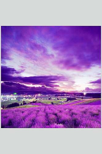 紫色天空薰衣草摄影图