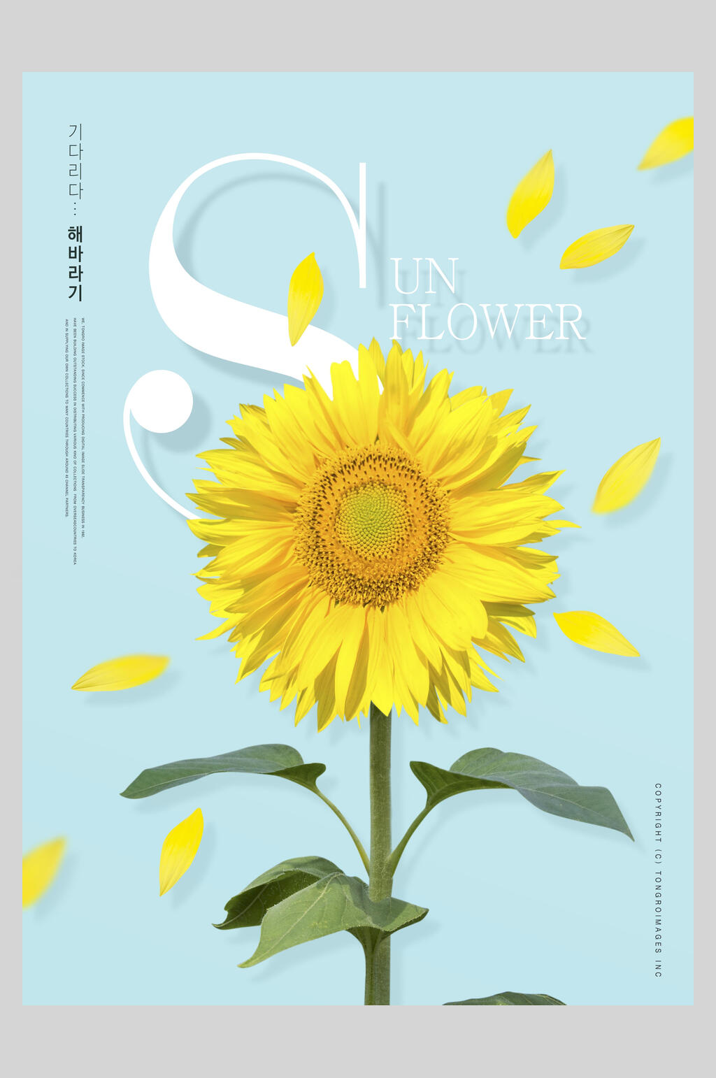 清新向日葵花卉海报素材