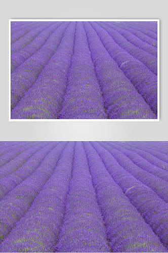 紫色花卉薰衣草摄影图
