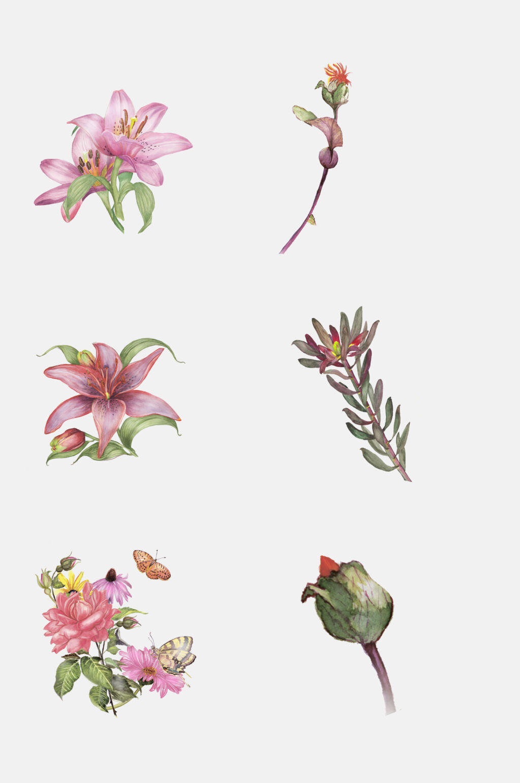 鲜花花朵花朵植物纹样免抠设计素材素材