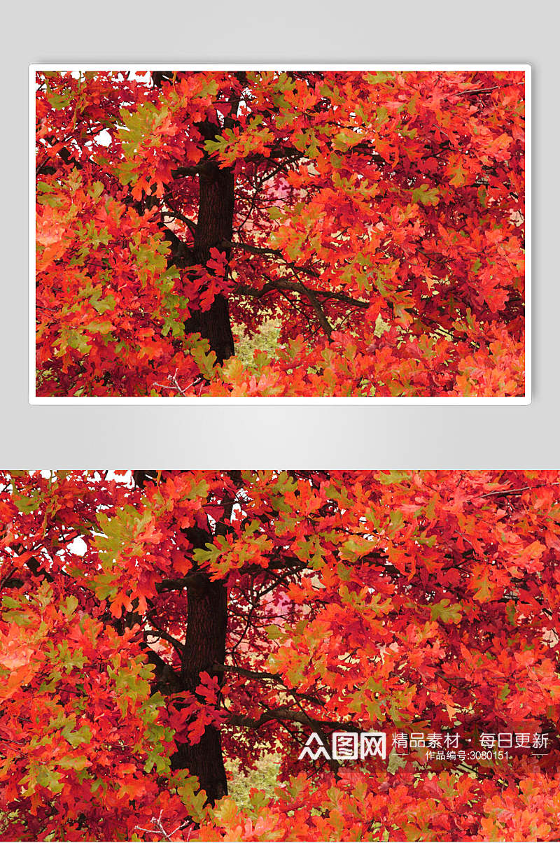 红枫林枫叶树风景仰拍高清图片素材