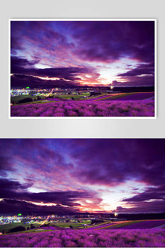 紫色创意鲜花薰衣草摄影图