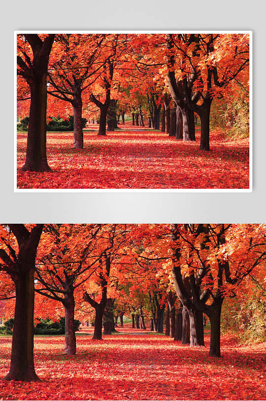 唯美红枫林枫叶树风景摄影图片