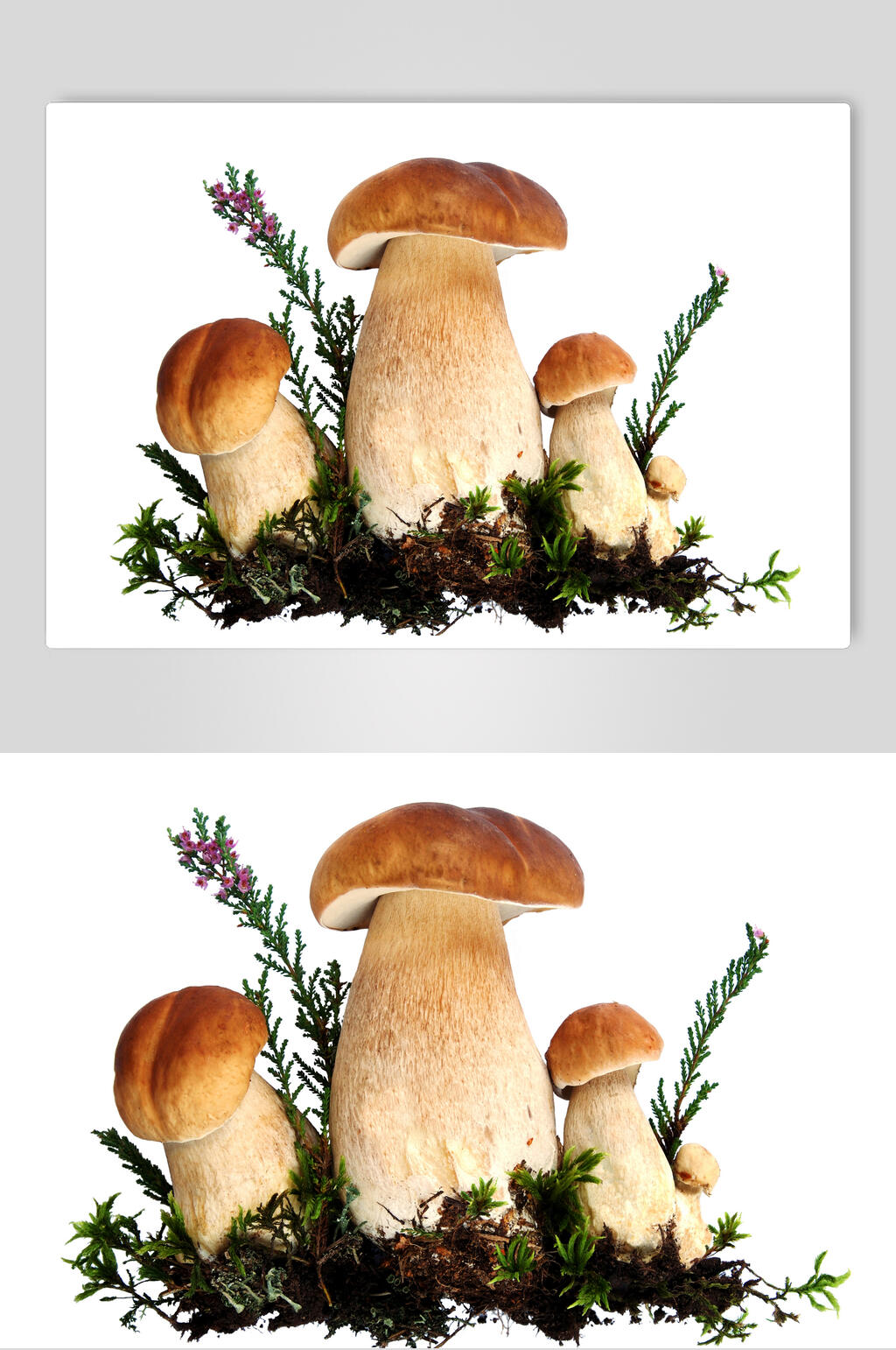 清新白底蘑菇菌类图片素材