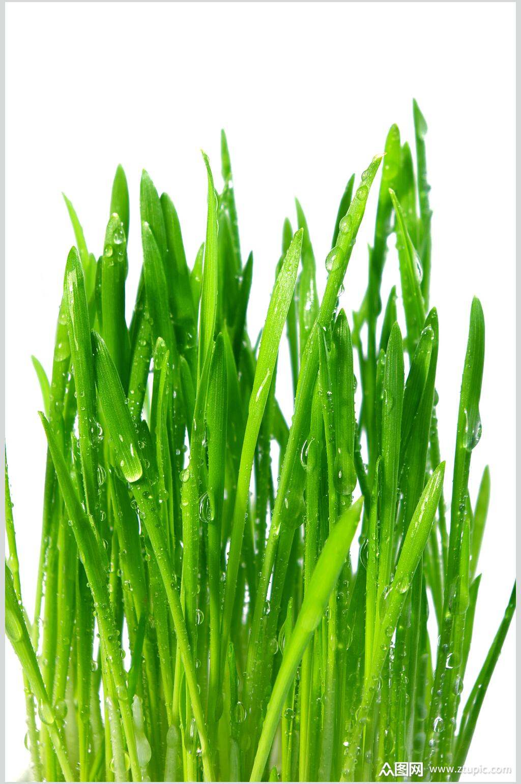 韭菜蔬菜水果食物高清图片素材